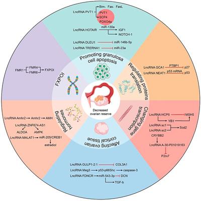 Role of lncRNAs in the pathogenic mechanism of human decreased ovarian reserve